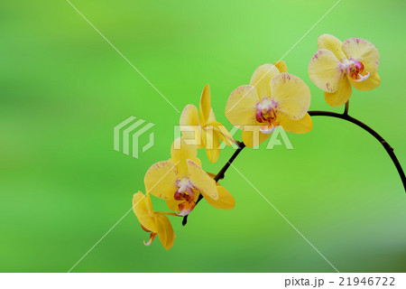 orchid,Spa background. 21946722