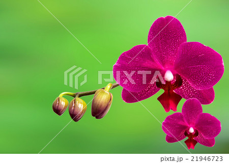 orchid,Spa background. 21946723