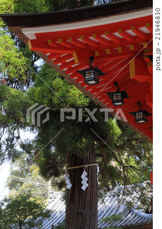 石上神宮の回廊と東側神杉 21946830