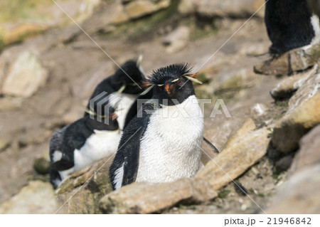 イワトビペンギン 21946842