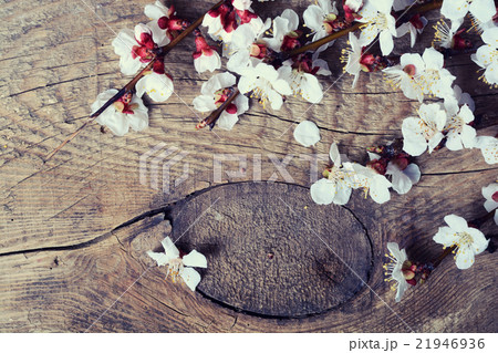 Spring flowering branch 21946936