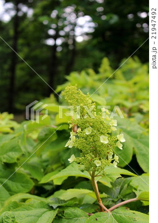 小さい花 21947492