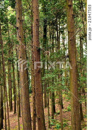 建築木材スギ林の森 21947503