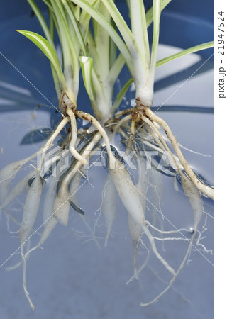 オリヅルランの根 21947524