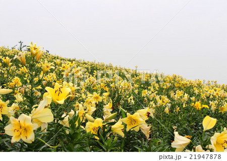 黄色いゆり 21947878