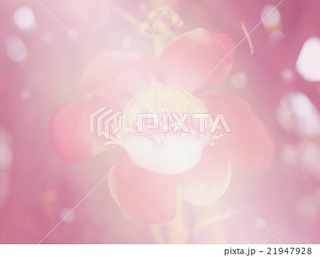 Red cannonball flower 21947928