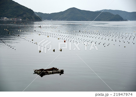 由良沖の真珠貝の養殖場 由良沖の真珠貝の養殖場 21947974