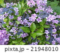 紫陽花 21948010