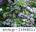紫陽花 21948011