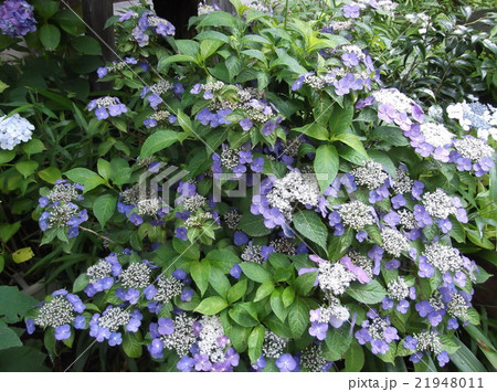紫陽花 21948011