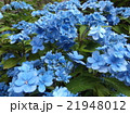 紫陽花 21948012
