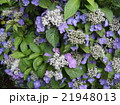 紫陽花 21948013