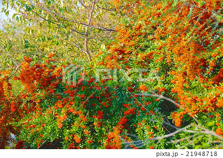 ピラカンサ(京都市) ピラカンサ(京都市) 21948718