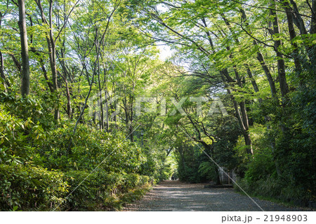 新緑の熱田神宮　参道 21948903