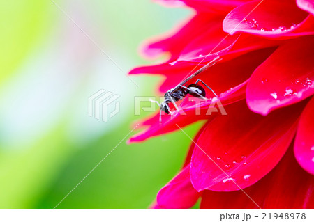 トゲアリの女王アリ 21948978