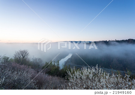 月ヶ瀬梅林の夜明け 21949160