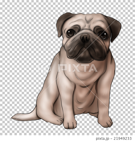 パグ お座り 全身イラストのイラスト素材