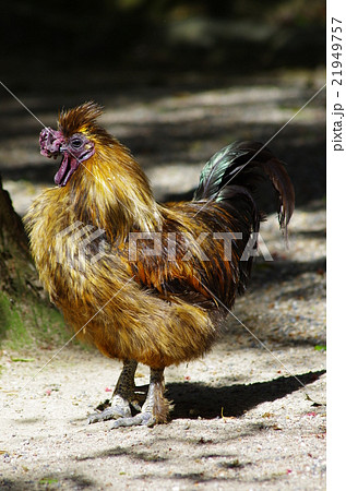 茶色の烏骨鶏の写真素材