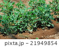 落花生 21949854