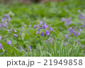 ショカツサイ 21949858