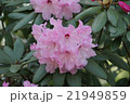 タイワンシャクナゲ 21949859