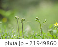 ワラビ 21949860