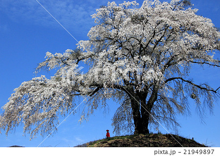 発知のひがん桜とお地蔵様 21949897