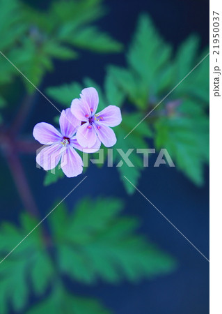 ヒメフウロの花 ヒメフウロの花 21950037