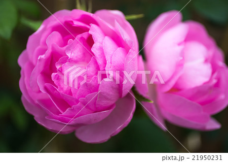 英国のバラ 21950231