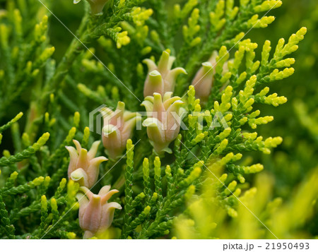 コノテガシワの雌花 21950493