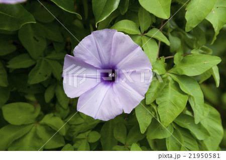 紅葉昼顔 紅葉昼顔 21950581