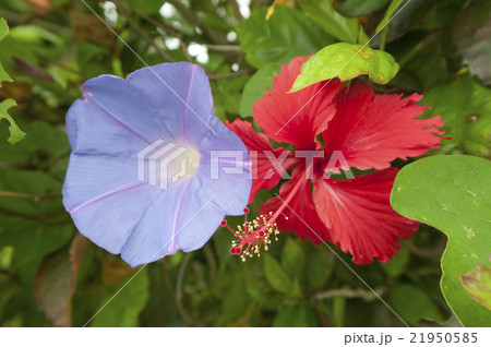 ノアサガオとハイビスカス 21950585
