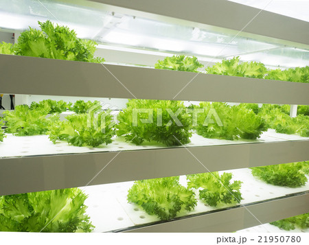 野菜工場 21950780