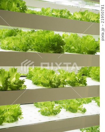 野菜工場 21950781