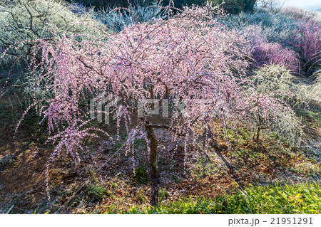 月ヶ瀬梅林 月ヶ瀬梅林 21951291
