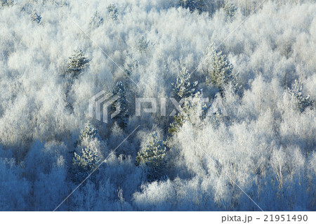 Snow covered trees in forest 21951490