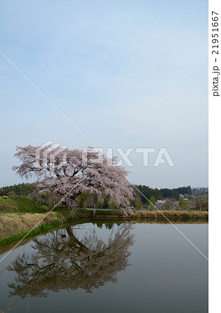 芳水の桜~2016春 芳水の桜~2016春 21951667