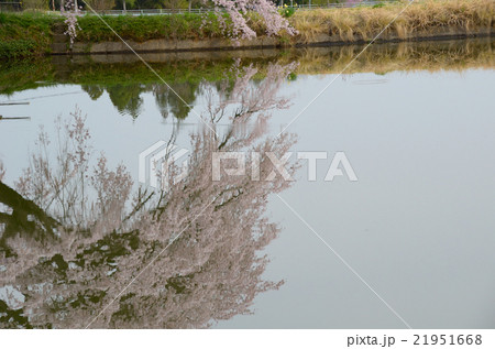 芳水の桜~2016春 芳水の桜~2016春 21951668