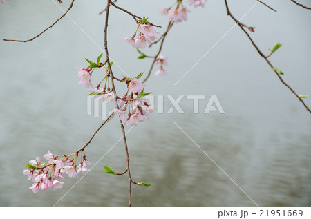 芳水の桜~2016春 芳水の桜~2016春 21951669