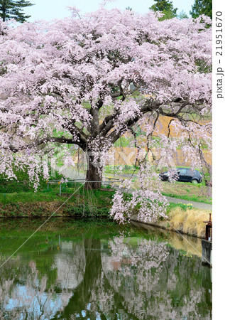 芳水の桜~2016春 芳水の桜~2016春 21951670