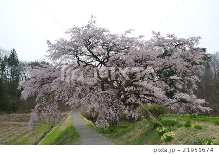 芳水の桜～2016春 21951674