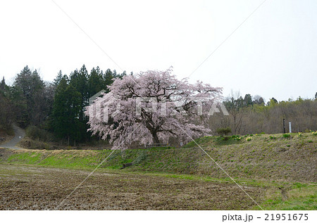 芳水の桜~2016春 芳水の桜~2016春 21951675