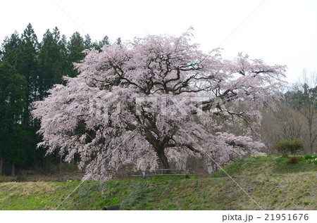 芳水の桜~2016春 芳水の桜~2016春 21951676