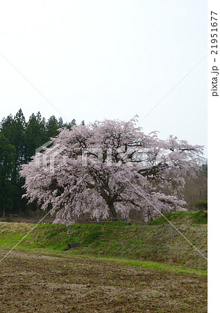 芳水の桜~2016春 芳水の桜~2016春 21951677