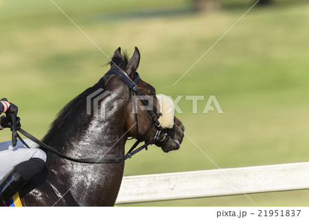 Race Horse Head Race Horse Head 21951837