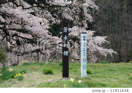 芳水の桜~2016春 芳水の桜~2016春 21951838