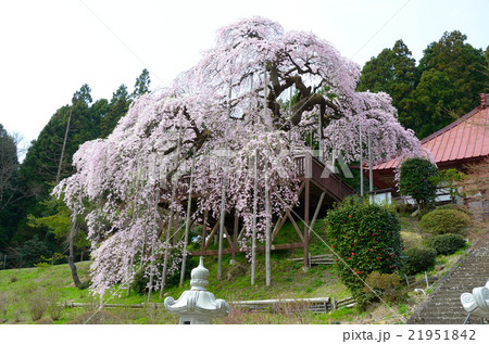 慈徳寺の種まき桜~2016春 慈徳寺の種まき桜~2016春 21951842