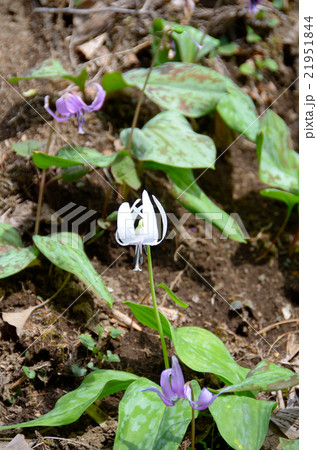 慈徳寺のカタクリ～2016春 21951844