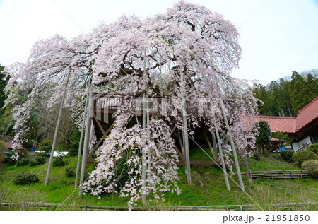 慈徳寺の種まき桜~2016春 慈徳寺の種まき桜~2016春 21951850