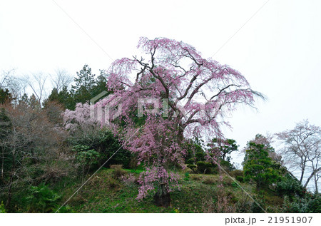 忠七桜~2016春 忠七桜~2016春 21951907